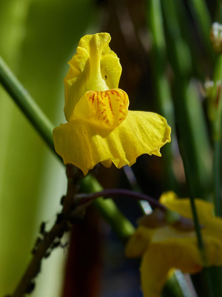 Utricularia australis (Bladderwort)