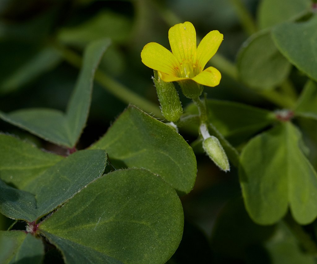 Oxalis corniculata (Procumbent Yellow-sorrel)