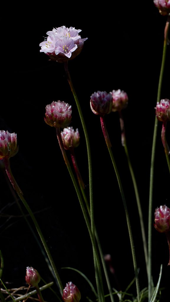 Armeria maritima (Thrift)