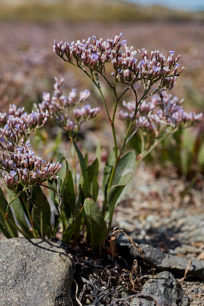 Limonium humile (Lax-flowered Sea-lavender) (2)