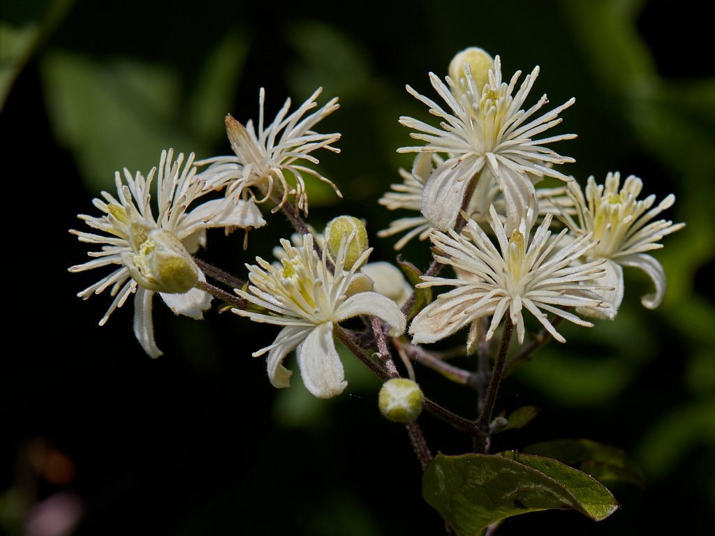 Clematis vitalba (Traveller's-joy)