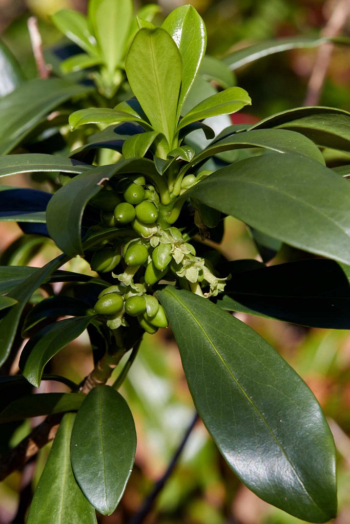 Daphne laureola (Spurge-laurel)