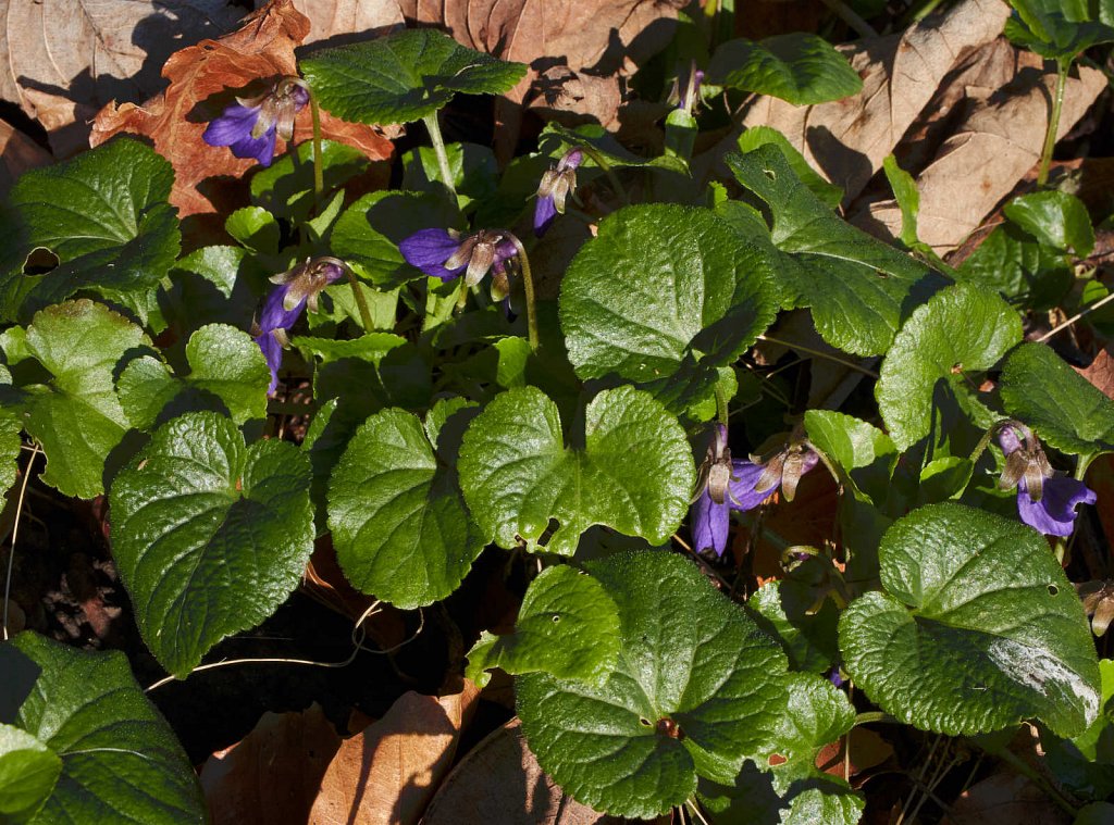 Viola odorata (Sweet Violet)