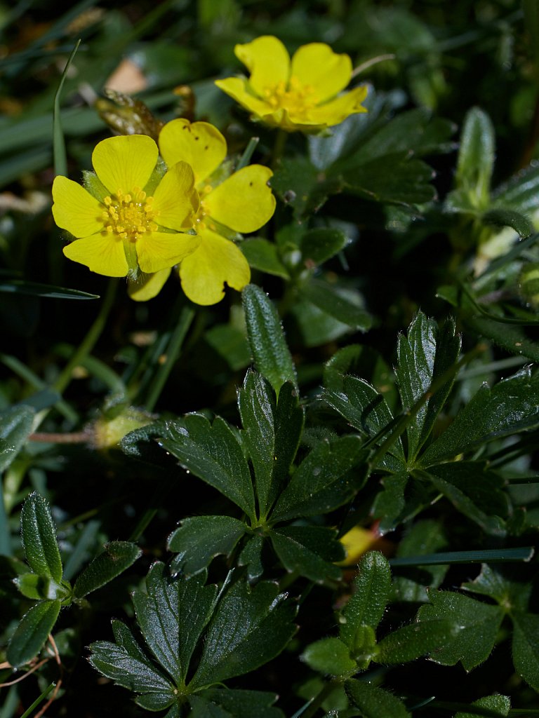 Potentilla verna (Spring Cinquefoil)