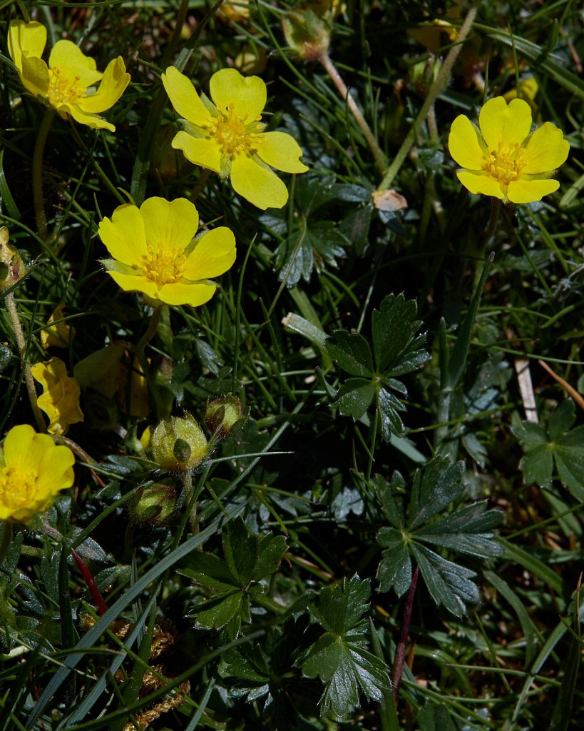 Potentilla verna (Spring Cinquefoil)