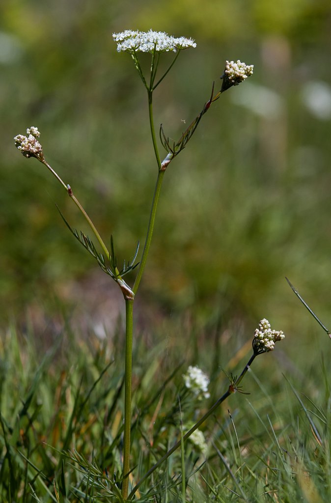 Conopodium majus (Pignut)