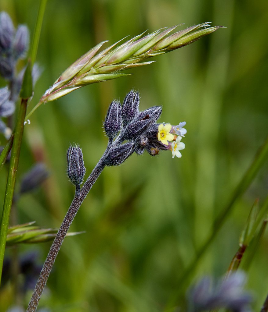 Myosotis discolor (Changing Forget-me-not)