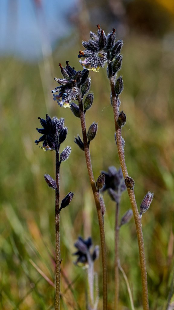 Myosotis discolor (Changing Forget-me-not)