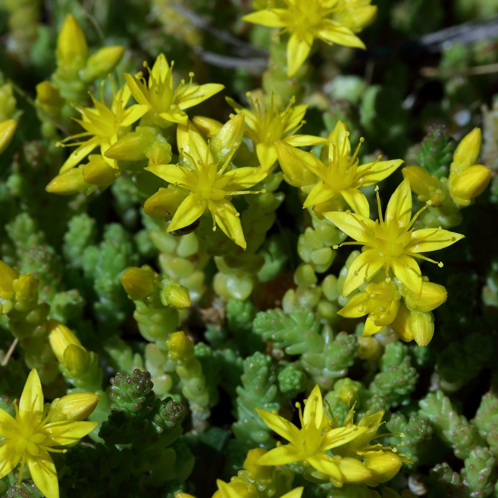 Sedum acre (Biting Stonecrop)