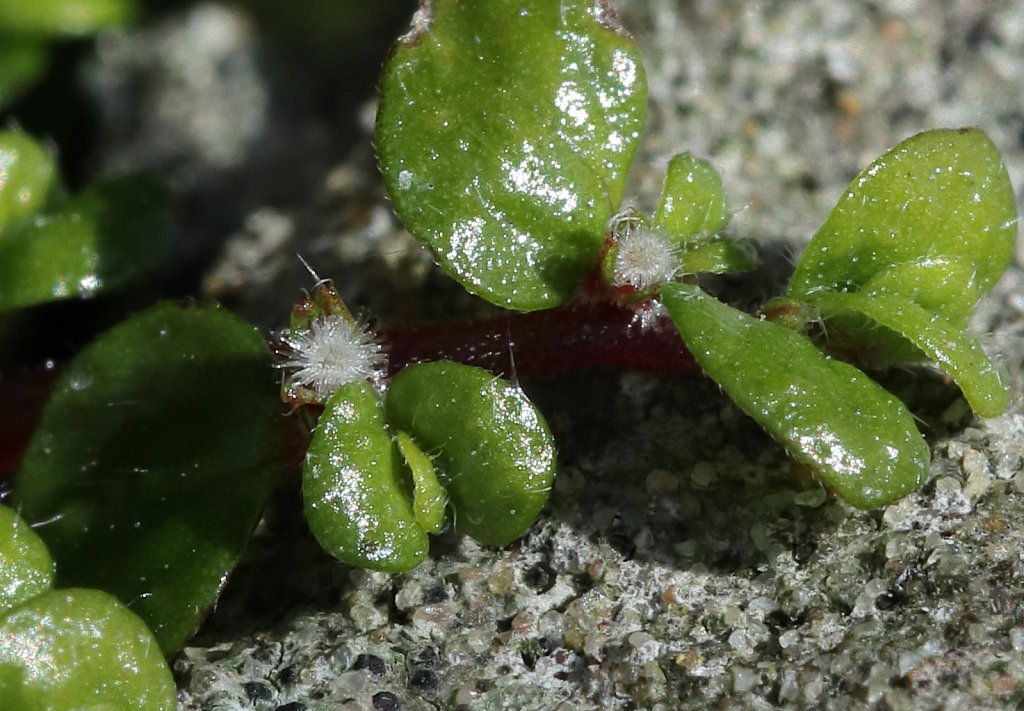 Soleirolia seirolii (Mind-your-own-business)