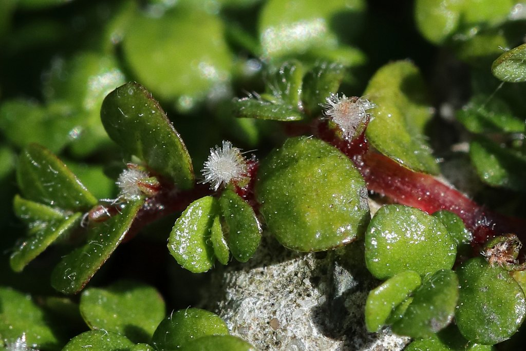 Soleirolia seirolii (Mind-your-own-business)