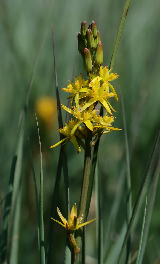 Narthecium ossifragum (Bog Asphodel)