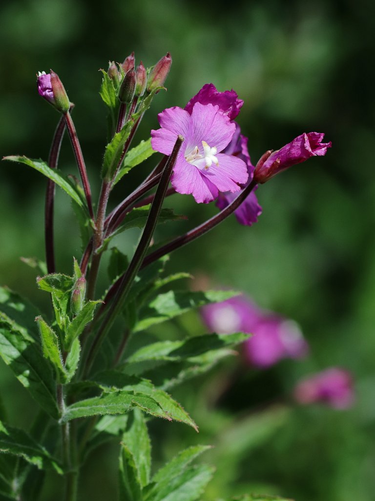 Epilobium hirsutum (Great Willowherb)