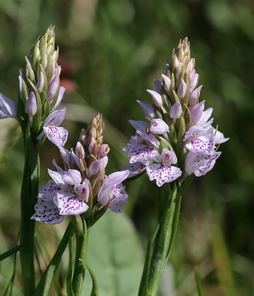 Dactylorhiza maculata (Heath Spotted-orchid)