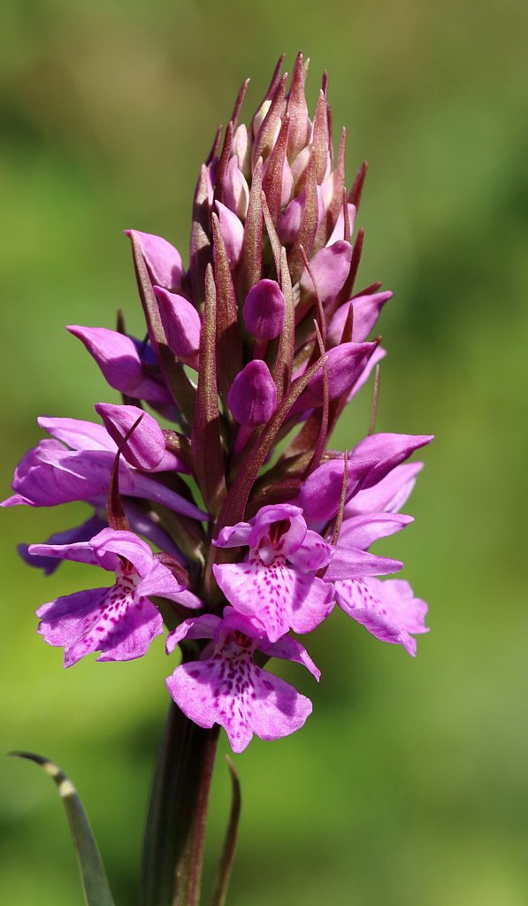 Dactylorhiza maculata (Heath Spotted-orchid)