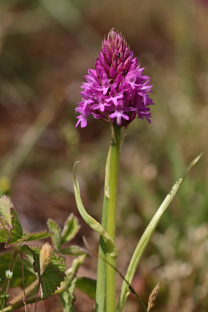 Anacamptis pyramidalis (Pyramidal Orchid)