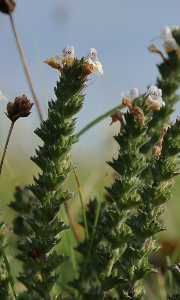 Euphrasia tetraquetra (Western Eyebright)