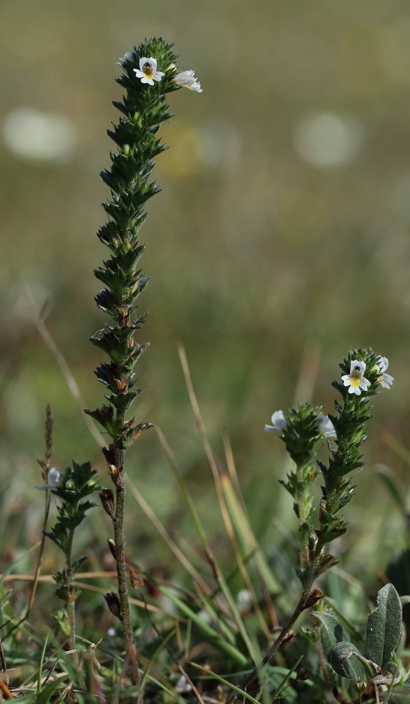 Euphrasia tetraquetra (Western Eyebright)