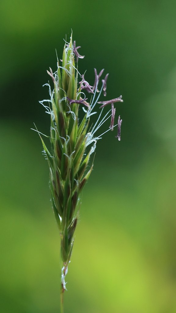 Anthoxanthum odoratum (Sweet Vernal-grass)