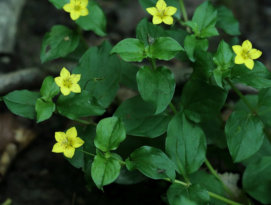 Lysimachia nemorum (Yellow Pimpernel)