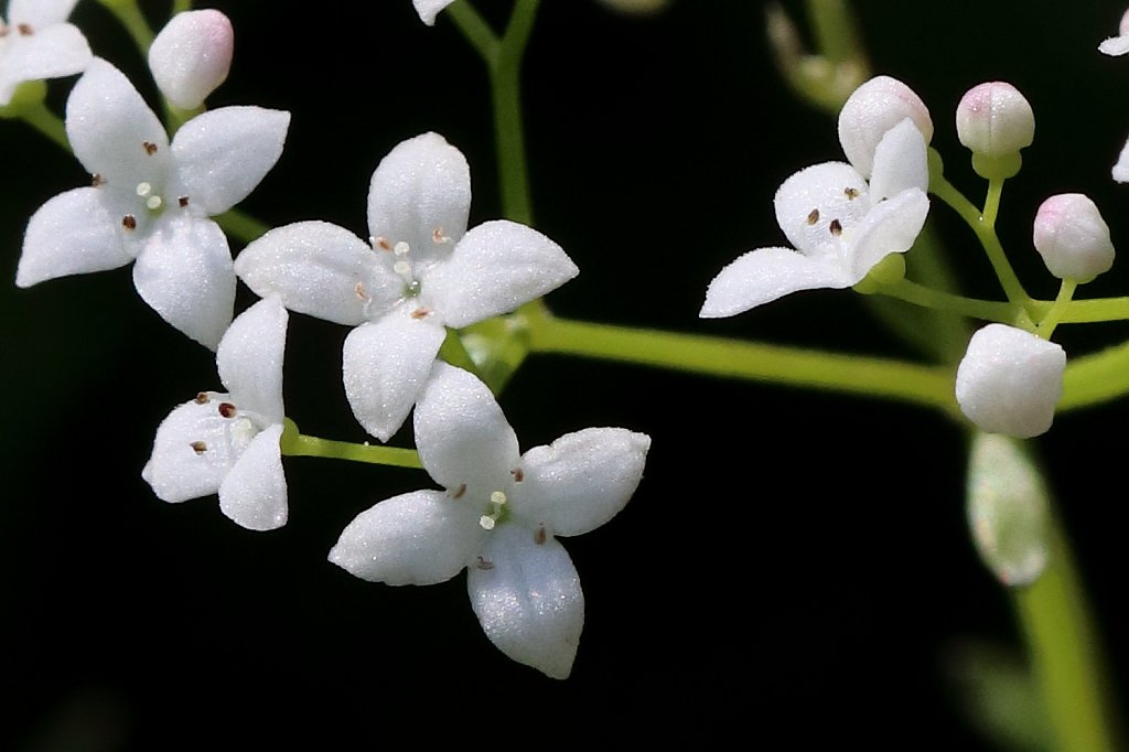 Galium album (Hedge Bedstraw)