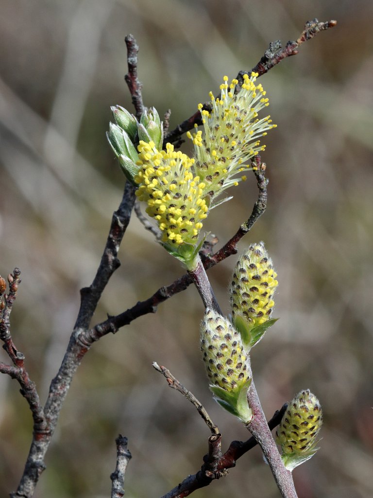 Salix repens (Creeping Willow)