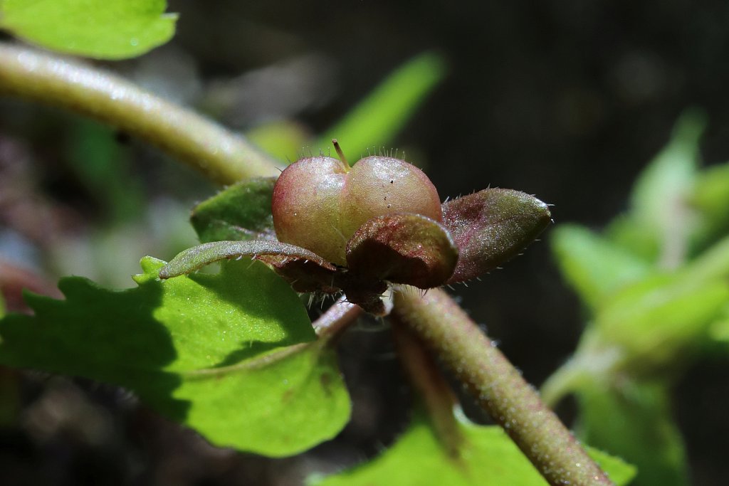 Veronica agrestis (Green Field-speedwell)