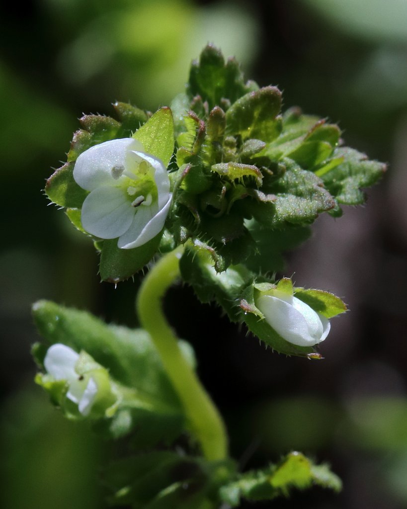 Veronica agrestis (Green Field-speedwell)