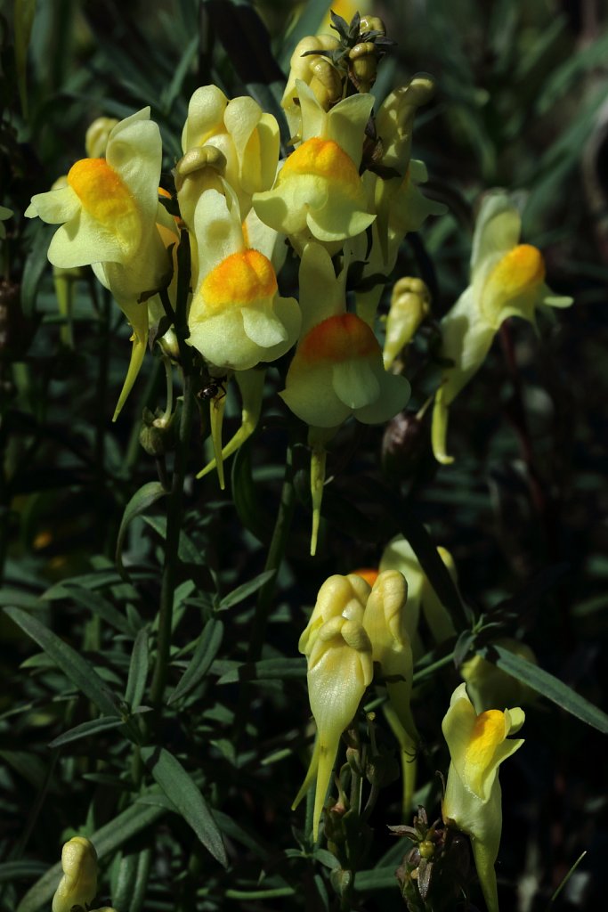 Linaria vulgaris (Common Toadflax)