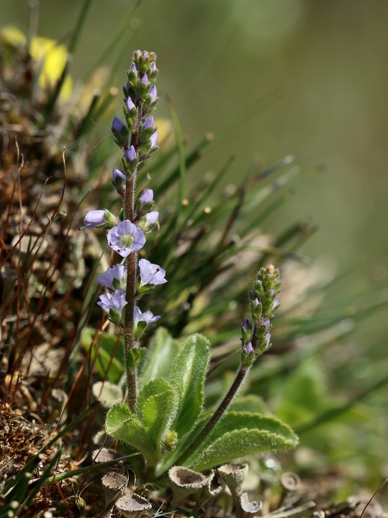 Veronica officinalis (Heath Speedwell)