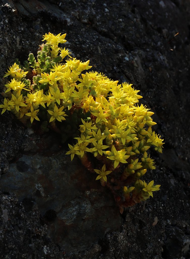 Sedum acre (Biting Stonecrop)