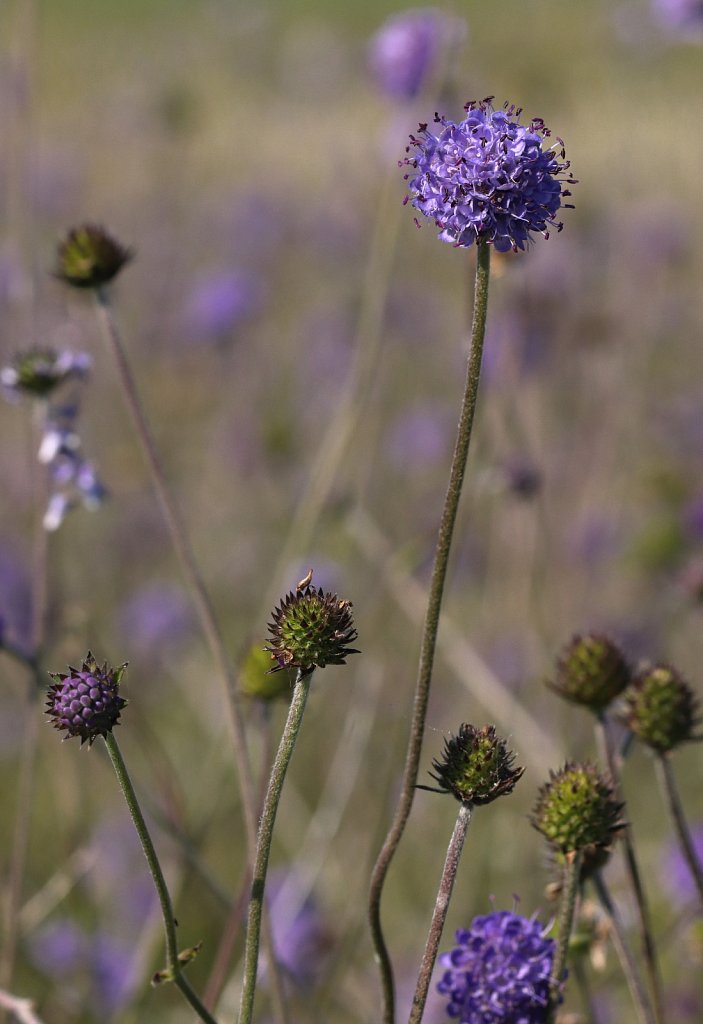 Succisa pratensis (Devil's-bit Scabious)