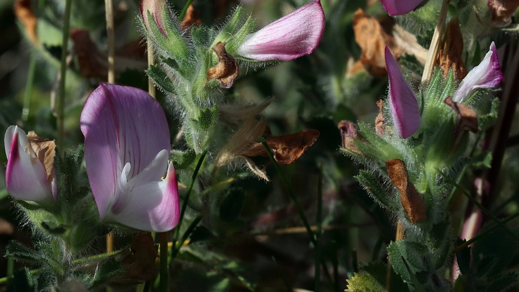 Ononis repens (Common Restharrow)