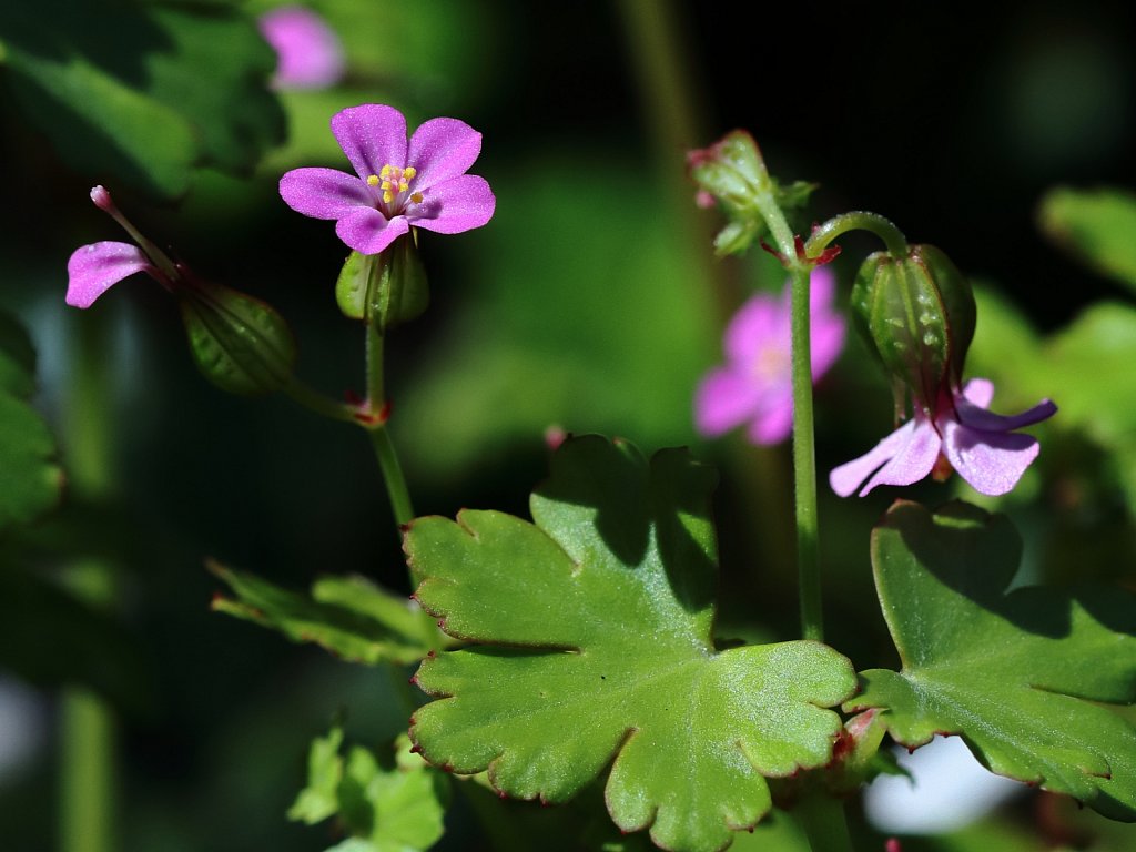 Geranium lucidum (Shining Crane's-bill)