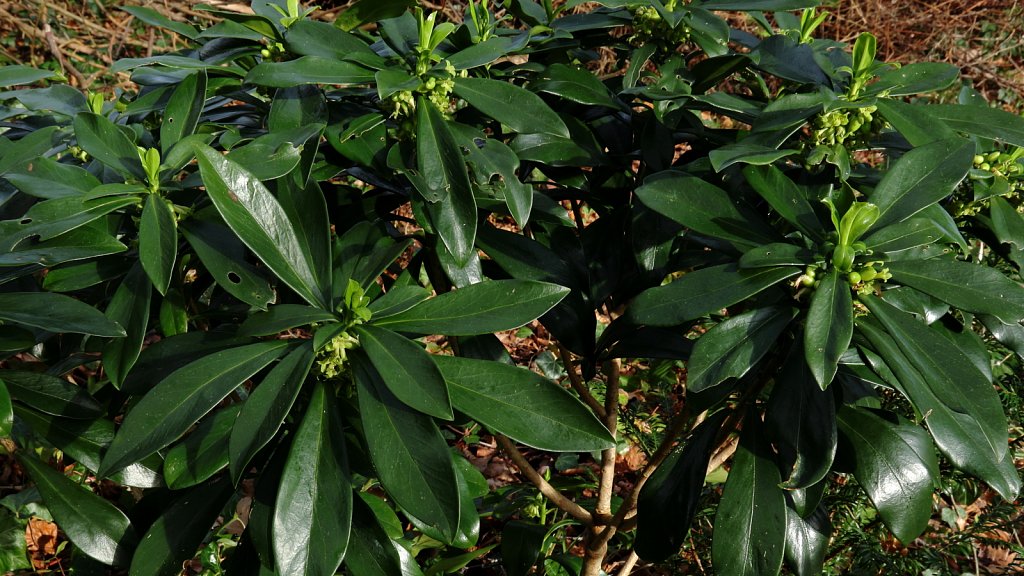 Daphne laureola (Spurge-laurel)