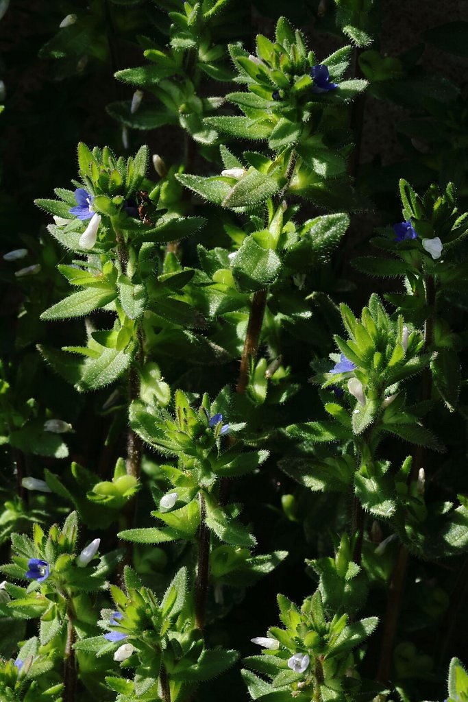 Veronica arvensis (Wall Speedwell)