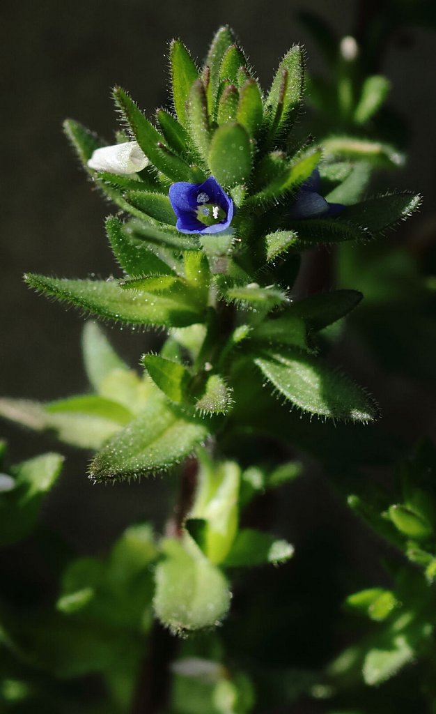 Veronica arvensis (Wall Speedwell)