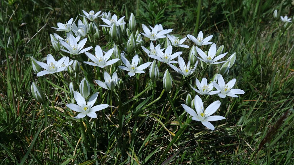 Ornithogalum umbellatum (Star-of-Bethlehem)