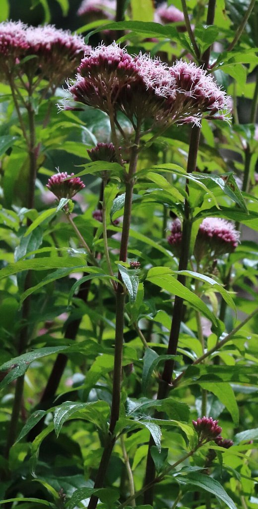 Eupatorum cannabinum (Hemp Agrimony)