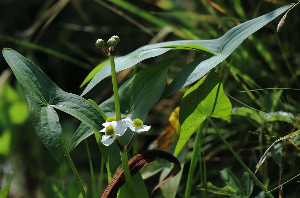 Sagittaria latifolia (Duck-potato)