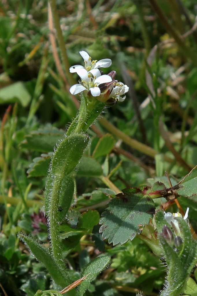 Arabis hirsuta (Hairy Rock-cress)