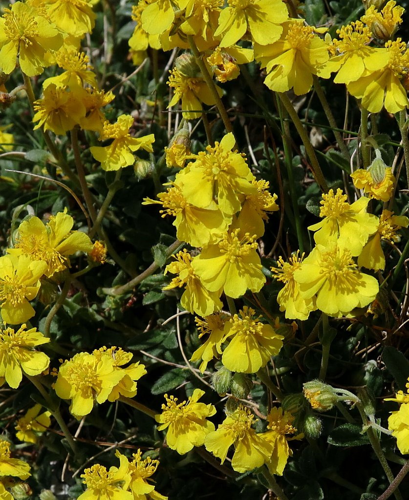 Helianthemum oelandicum (Hoary Rock-rose)