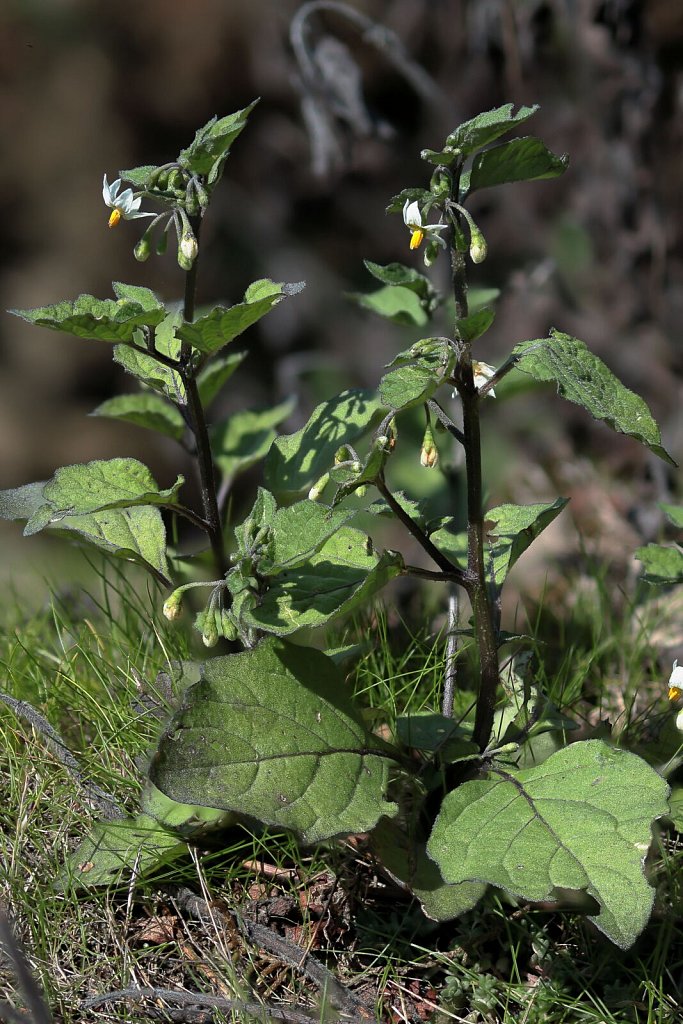 Solanum nigrum (Black Nightshade)