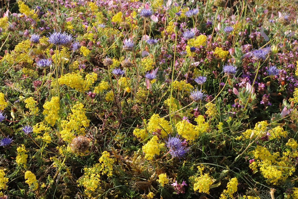 Galium verum (Lady's Bedstraw)