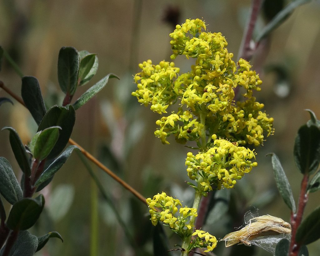 Galium verum (Lady's Bedstraw)