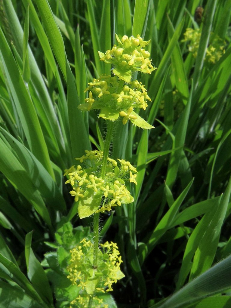 Cruciata laevipes (Crosswort)