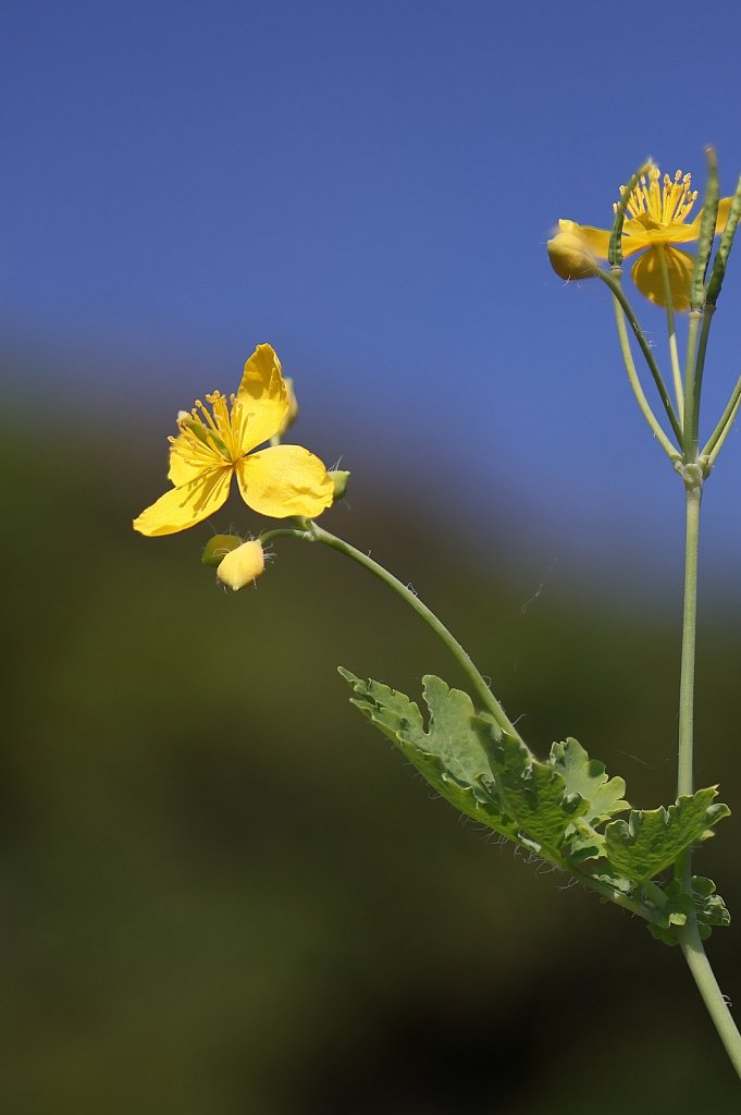 Chelidonium majus (Greater Celandine)